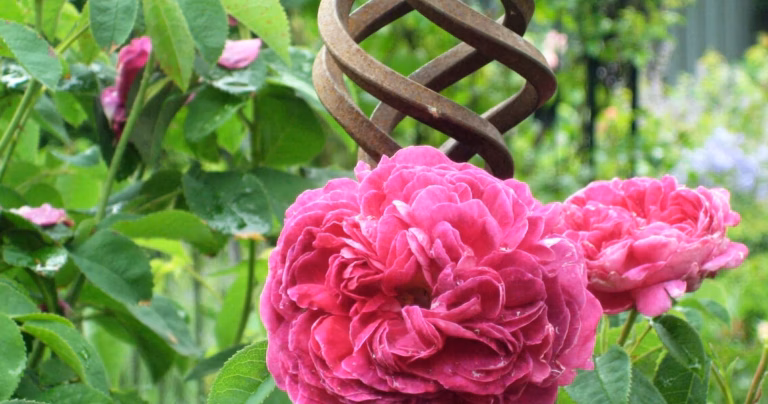 Rose from France : signification, origine et usages